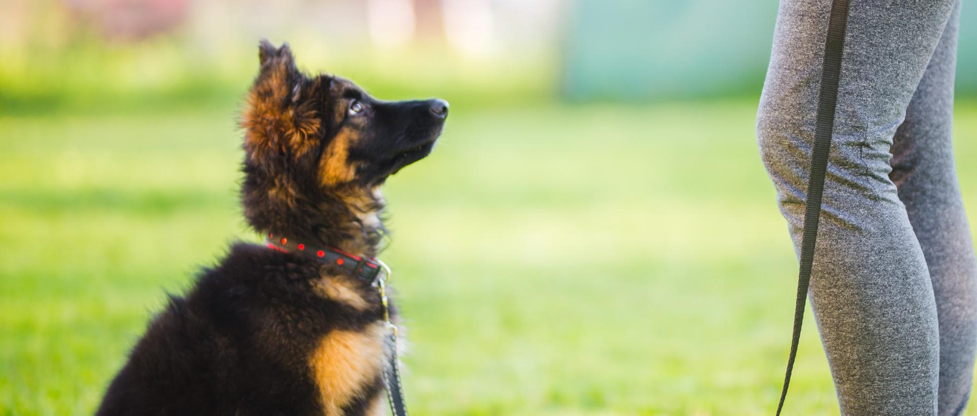 banner of Training a Pet Is Important and Easier With Training Aids